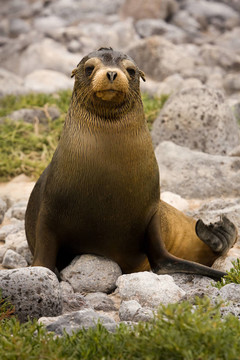 少年加拉帕戈斯海獅（Zalophus wollebaeki）