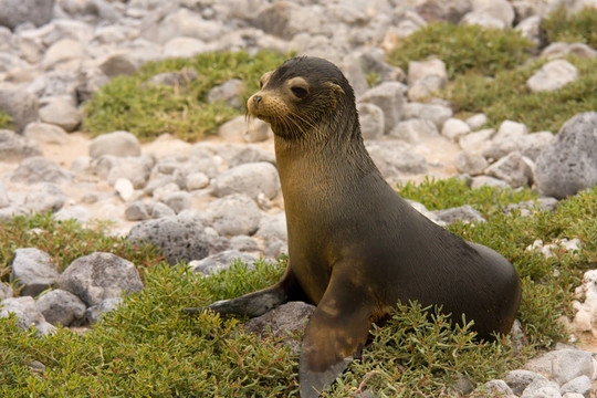 少年加拉帕戈斯海獅（Zalophus wollebaeki）