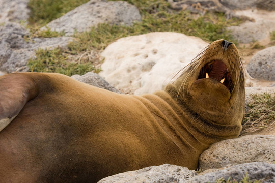 Galapagos海獅（Zalophus wollebaeki）