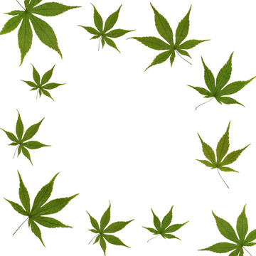 楓葉的美麗