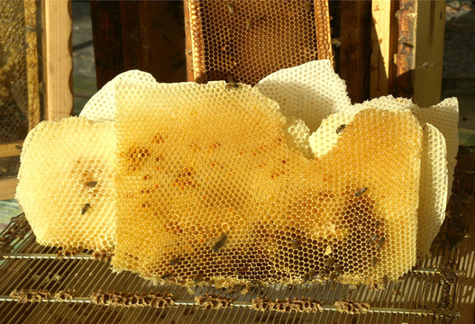 honeycomp