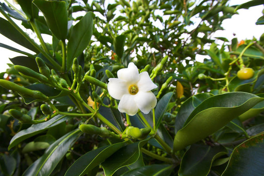 puakenikeni植物