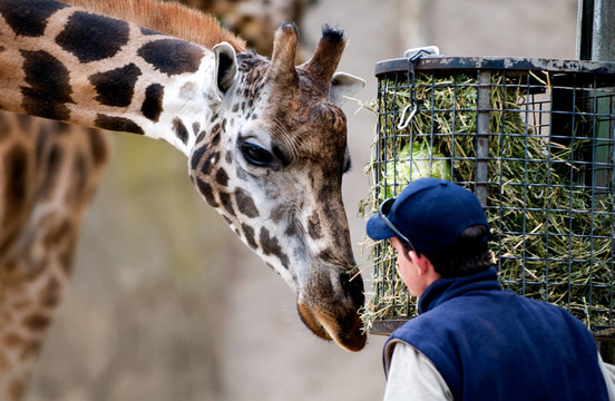 zoo9