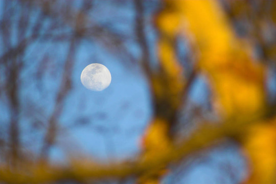 Moon在樹上