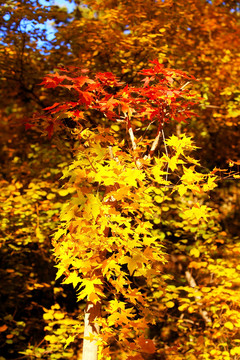 香山紅葉