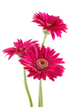 粉紅色的非洲雛菊