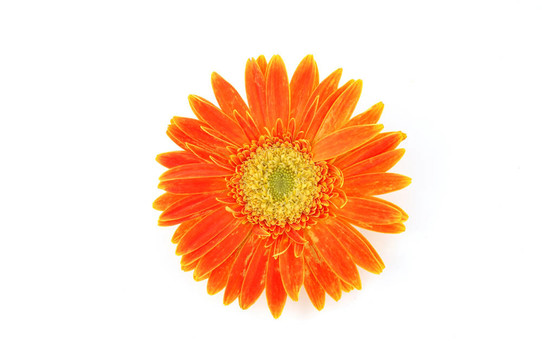 靠近橙格柏雛菊