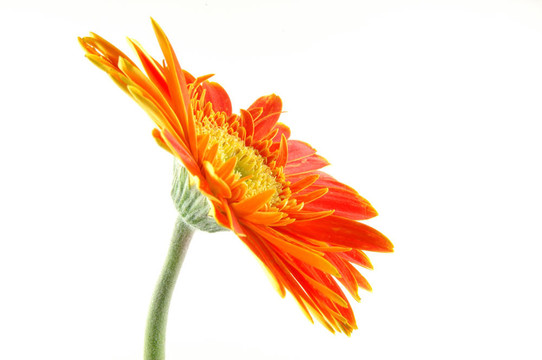 橙色格柏雛菊