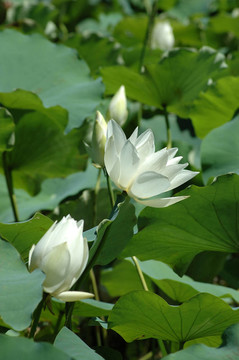 白水如池塘