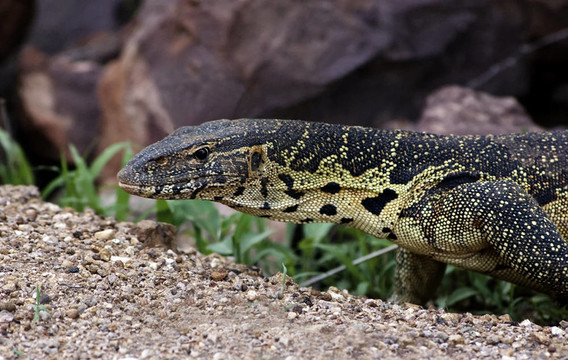 dsc_4062 - Monitor Lizard