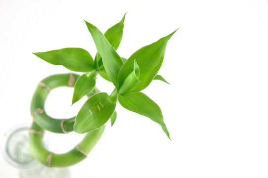 幸運(yùn)竹