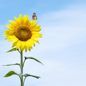 向日葵
