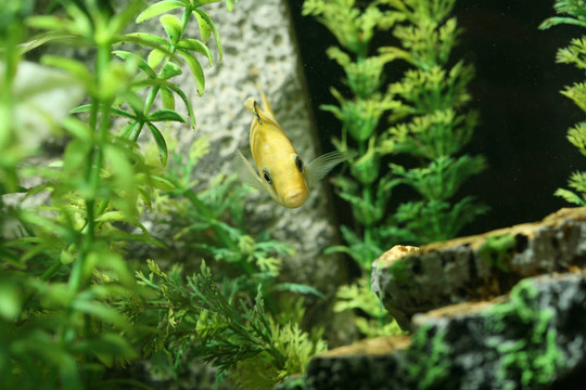 魚和植物