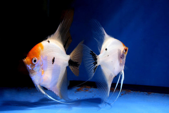 魚夫婦