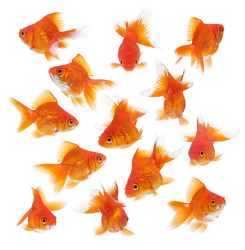 一群金魚
