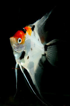 魚的肖像