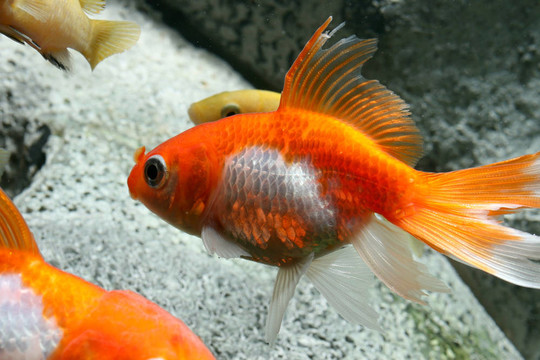 女王的魚