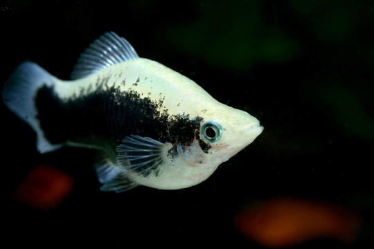華麗的魚