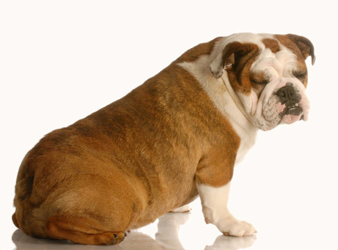 英國(guó)斗牛犬