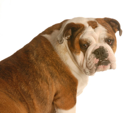 英國斗牛犬