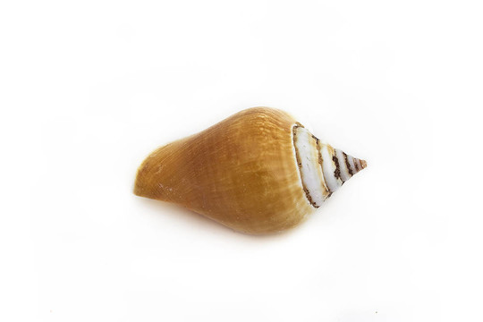 海貝殼