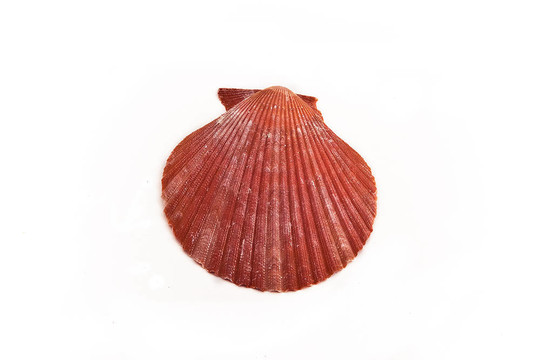 海貝殼