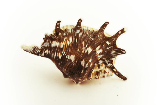 海貝殼
