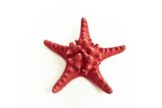 紅海星