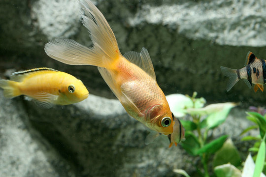 金魚