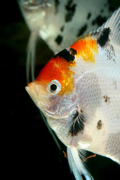 頭數(shù)量