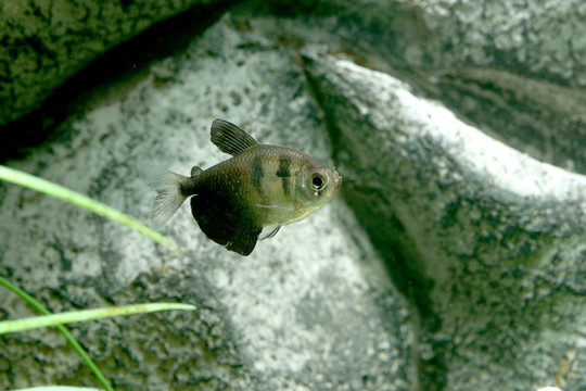 孤獨(dú)的