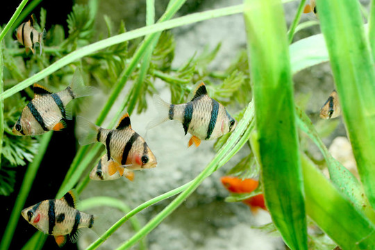虎皮魚魚