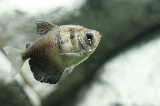 老虎魚(yú)