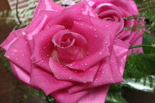頂花
