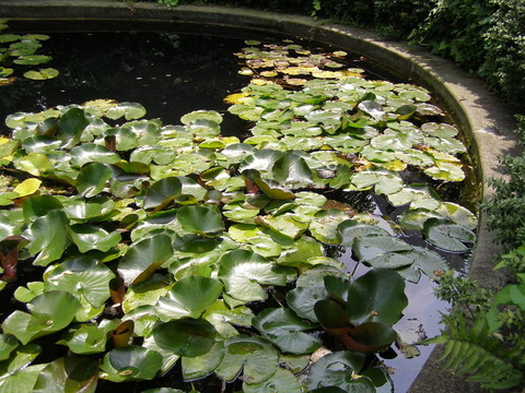水lily Nimphaea