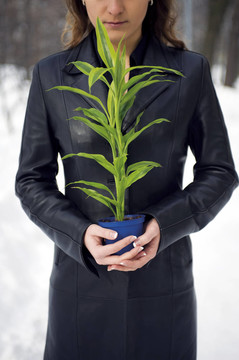 綠色植物