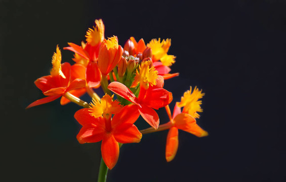陽(yáng)光明媚的蘭花