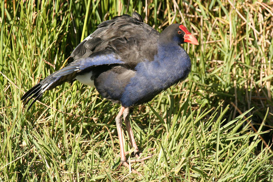 新西蘭野生鳥(niǎo)類(lèi)島南部