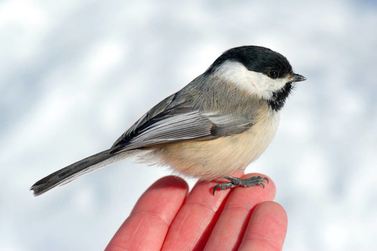 鳥(niǎo)在手2