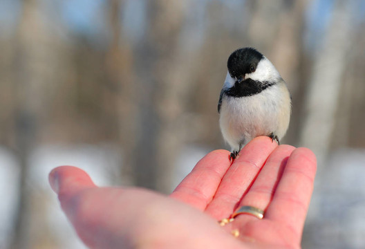 鳥(niǎo)在手3