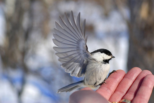 手上的鳥