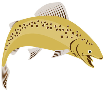 虹鱒魚