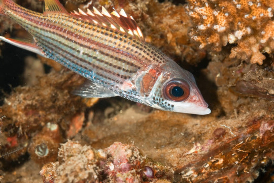 spotfin金鱗魚(yú)