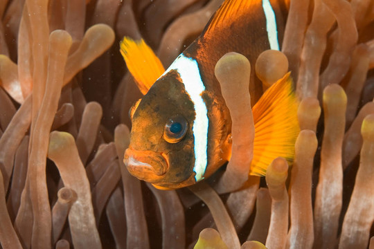 小丑魚