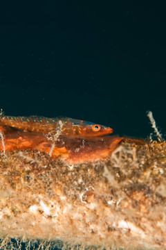 莫桑比克舉辦的蝦虎魚
