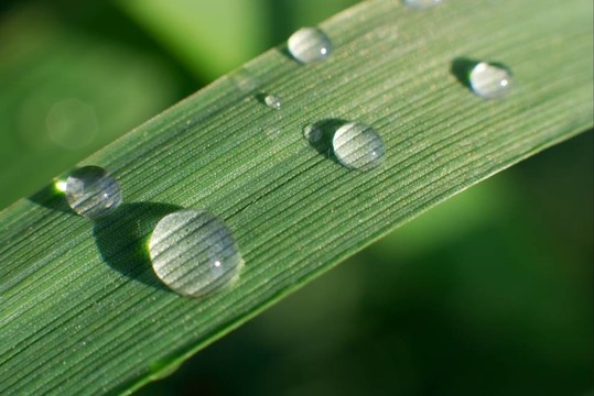 草
