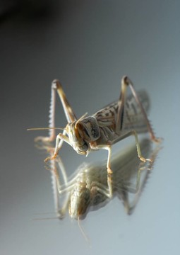 蚱蜢