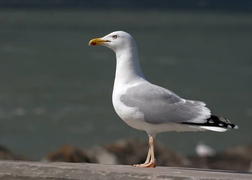 海鷗