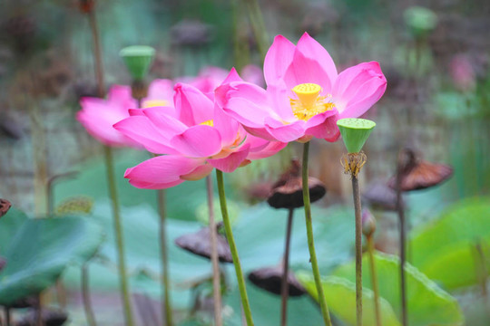 蓮花