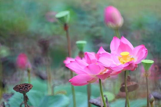 蓮花